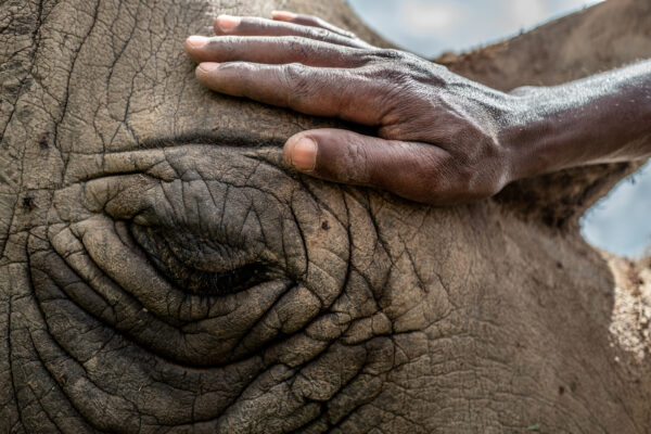 A person's hand resting on an elephant's wrinkled gray skin near its eye.