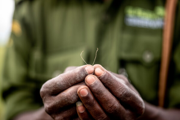 Close-up of dark-skinned hands holding a tiny sprout with two delicate roots.