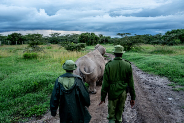 Two park rangers in green uniforms walk along a muddy path with a white rhinoceros blocking the trail under a cloudy sky.