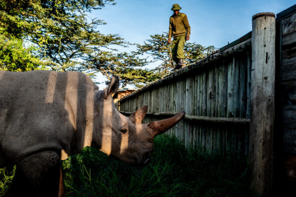 Man wearing a hat and olive outfit stands on a wooden fence, looking down at a large rhinoceros in a grassy enclosure beneath him