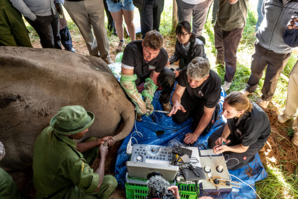 Field veterinarians treat a large elephant on a blue tarp, using portable medical equipment while a crowd watches nearby.