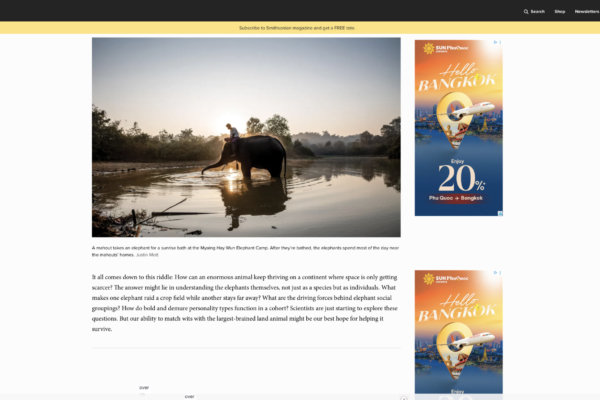 Elephant in shallow water at sunrise with a person riding on its back, near a forested riverbank in warm early light (Smithsonian article image).