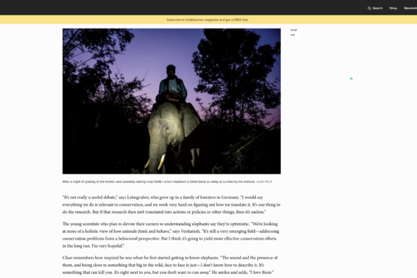 Person sitting atop a large elephant as they walk through a forest at dusk, with silhouetted trees against a purple sky.