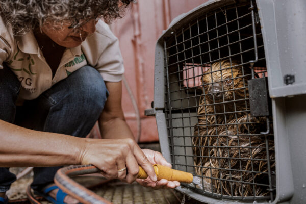 Volunteer sprays water on a brown dog inside a metal crate, using a yellow hose outdoors.