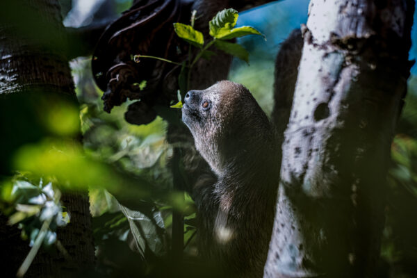 Brown sloth clinging to a tree, reaching for green leaves to eat in a lush rainforest.