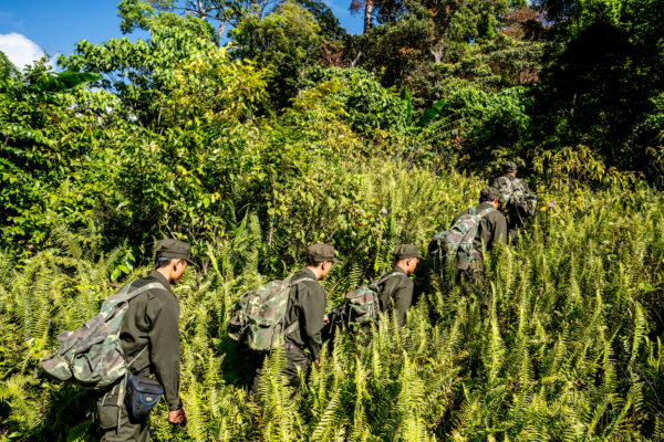 Group of soldiers in camouflage uniforms hiking through dense ferns in a tropical forest.
