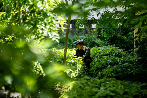 Person in a dark green uniform crouches among dense garden greenery, inspecting foliage.