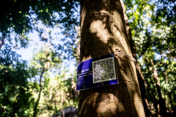 Blue sign with a QR code attached to a tree trunk in a sunlit forest.