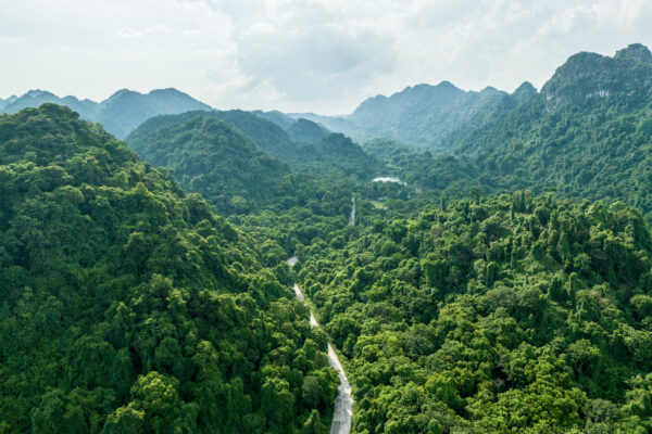Aerial view of dense green forested mountains with a winding road cutting through the trees.