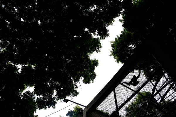 Silhouette of a person climbing a chain-link fence against a bright sky, framed by tree branches above.