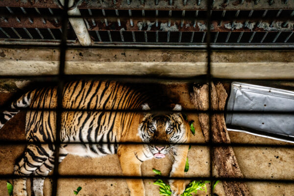 Tiger lying on the floor of a cage, bars in the foreground and staring toward the camera.