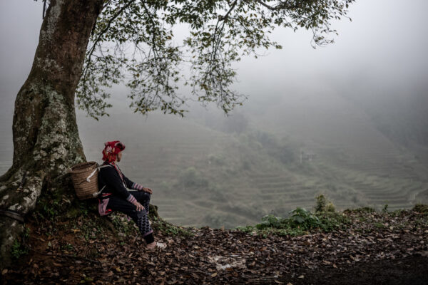 Older woman in traditional attire sits under a large tree with a woven basket on her back, overlooking misty terraced fields.