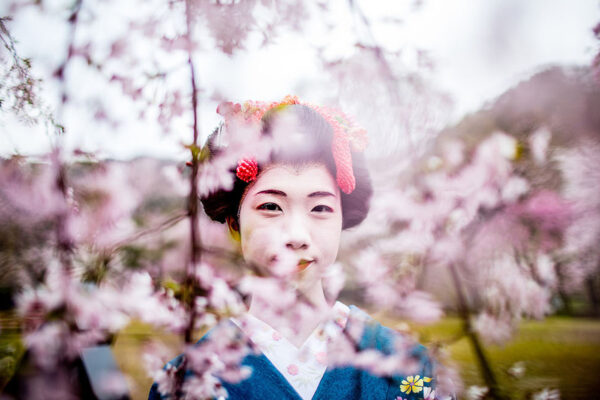 Portrait of a young woman in a blue kimono with floral hair ornaments, framed by pink cherry blossoms surrounding her outdoor scene