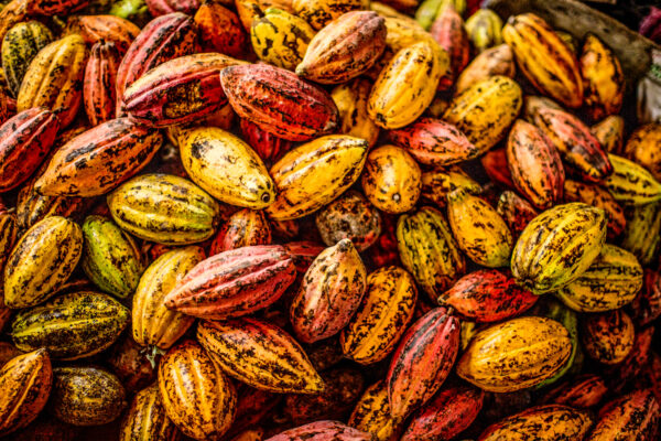 Pile of striped cacao pods in yellow, red, orange, and green hues, piled together.