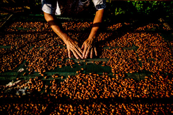 Hands pressing cocoa beans on a drying rack outdoors, spreading them evenly in the sun.