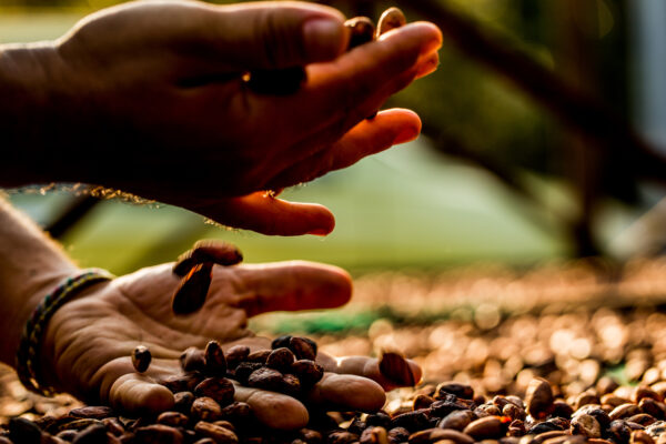 Close-up of hands over a bed of cacao beans on the ground, catching beans as they fall in warm sunlight