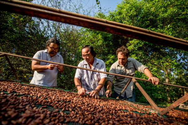 Three men examine cocoa beans spread on a sun-dried drying rack outdoors with trees behind them.