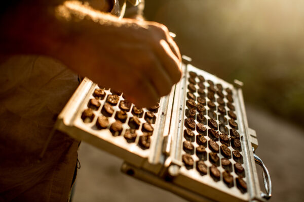 Hands holding a metal rack filled with small round roasted cocoa beans arranged in neat rows.
