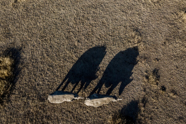 Aerial view of two light-colored horses lying on a dry grassy field, with long shadows cast to the side.