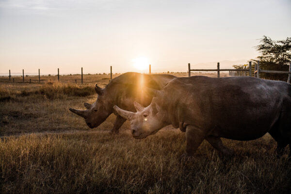 Two rhinoceroses walk through a sunlit grassland at sunset, with a fence line in the background.