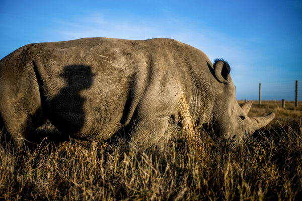 A gray rhinoceros grazing in dry grass with a clear blue sky and a fence in the distance.