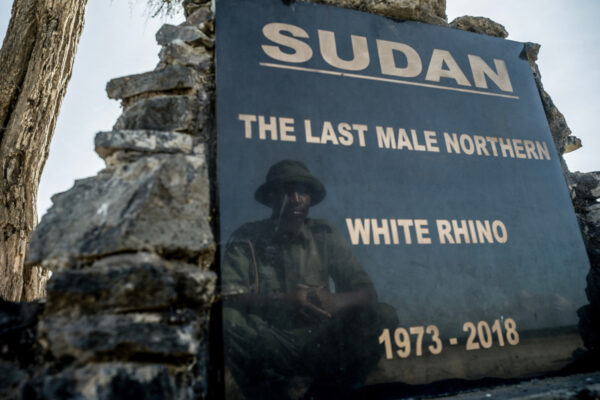 Memorial plaque for Sudan, the last male northern white rhino (1973–2018), with a reflection of a man wearing a hat in the glass
