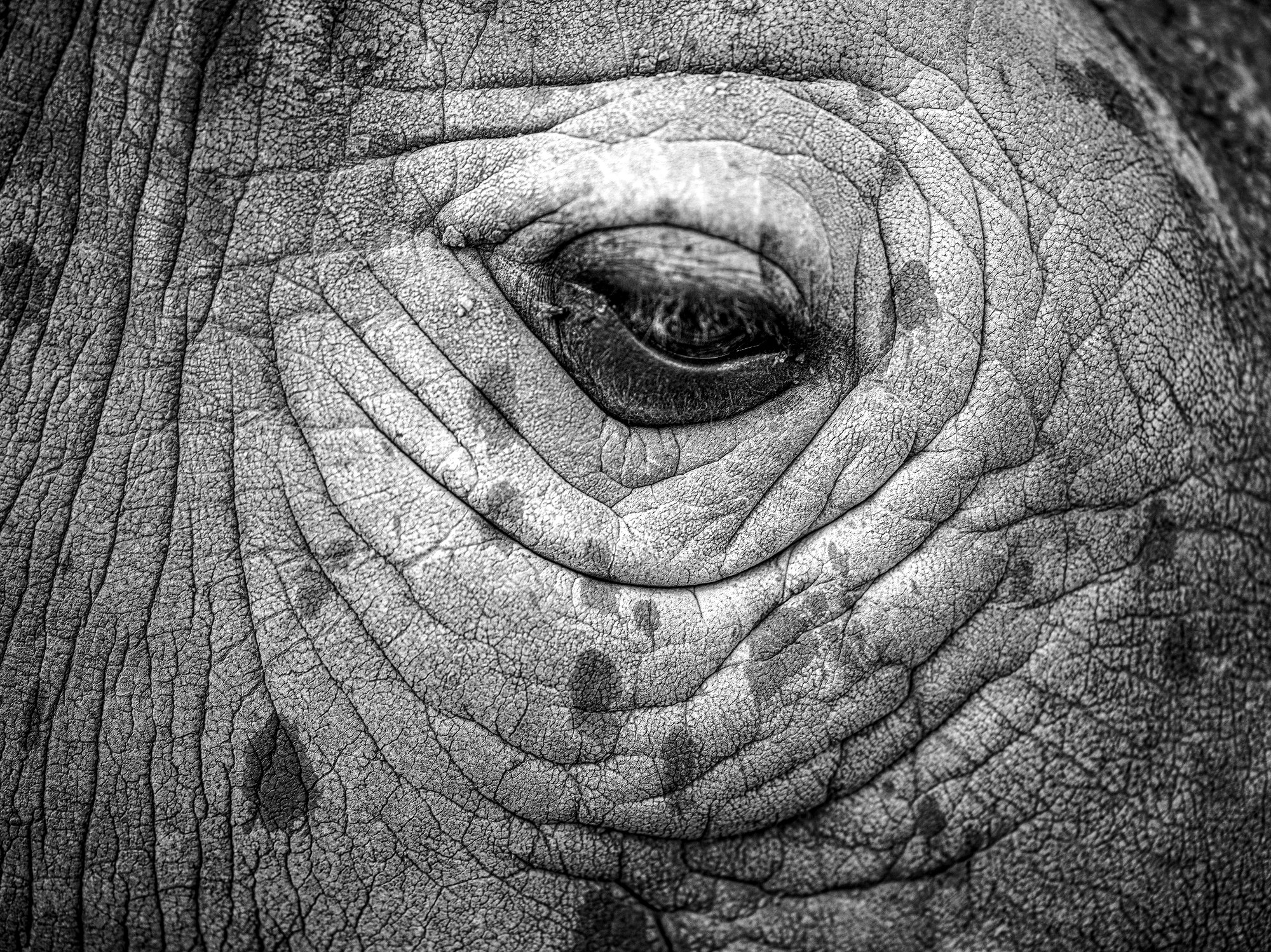 A northern white rhino's eye in close-up, in black and white.