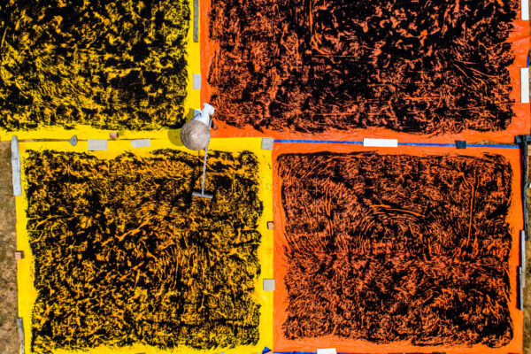 Aerial view of colorful crop beds: yellow section on the left and orange on the right, with a person wearing a wide-brimmed hat walking along the boundary between them
