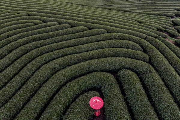Aerial view of a tea plantation with curved rows of green bushes and a person in red with a pink umbrella at the bottom center.