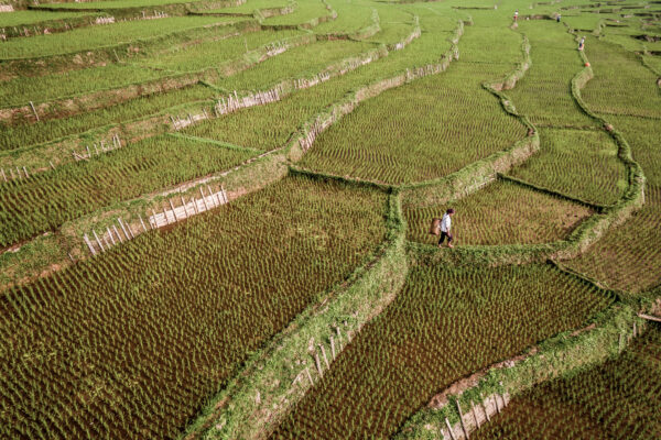 Aerial view of terraced rice paddies with workers walking along narrow grassy paths and wooden fences.
